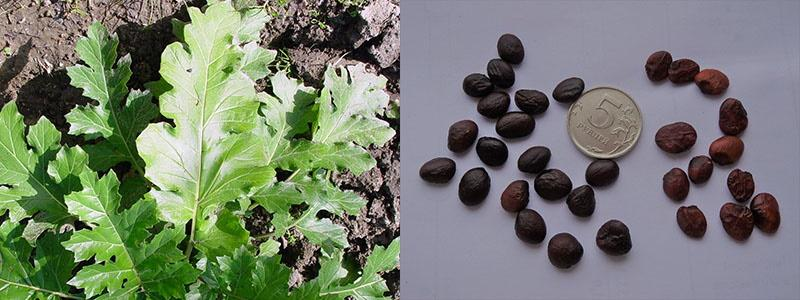 СЕМЕНА И ЛИСТ АКАНТА.https://glav-dacha.ru/wp-content/uploads/2020/08/rastenie-akant-17.jpg