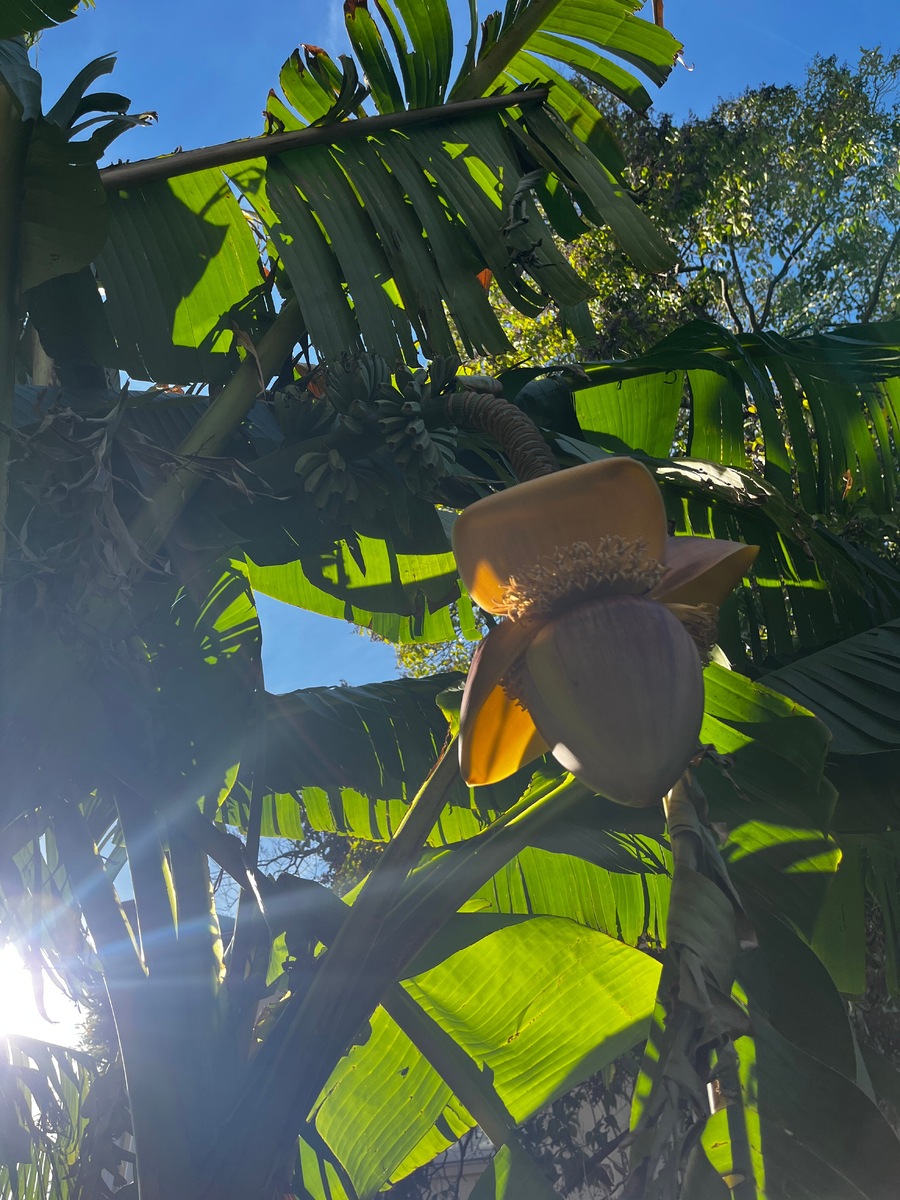 Цветущий банан