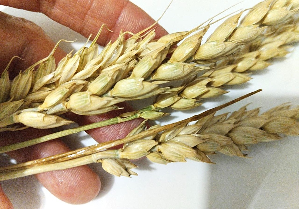 фото: АПК Новости