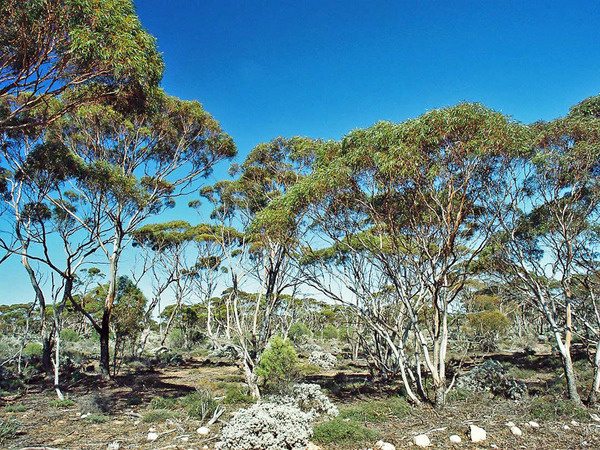 В австралийских прериях.