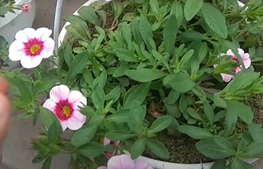 Калибрахоа