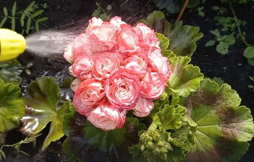 Герань (пеларгония)