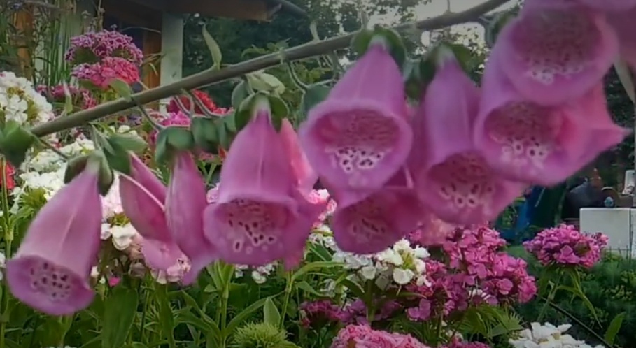 Наперстянка(дигиталис)