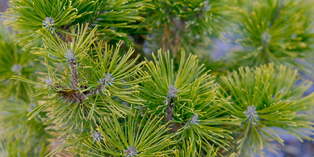 Немного фото желтых хвойных.
