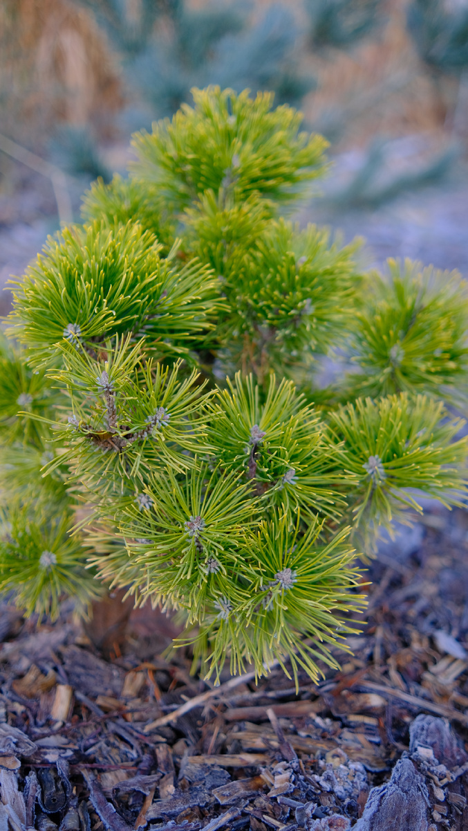Pinus mugo Little Goldstar