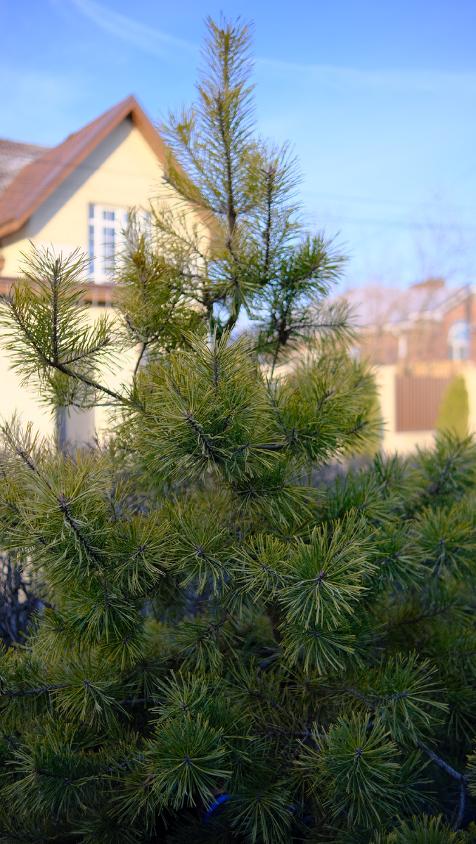 Pinus Sylvestris Aurea