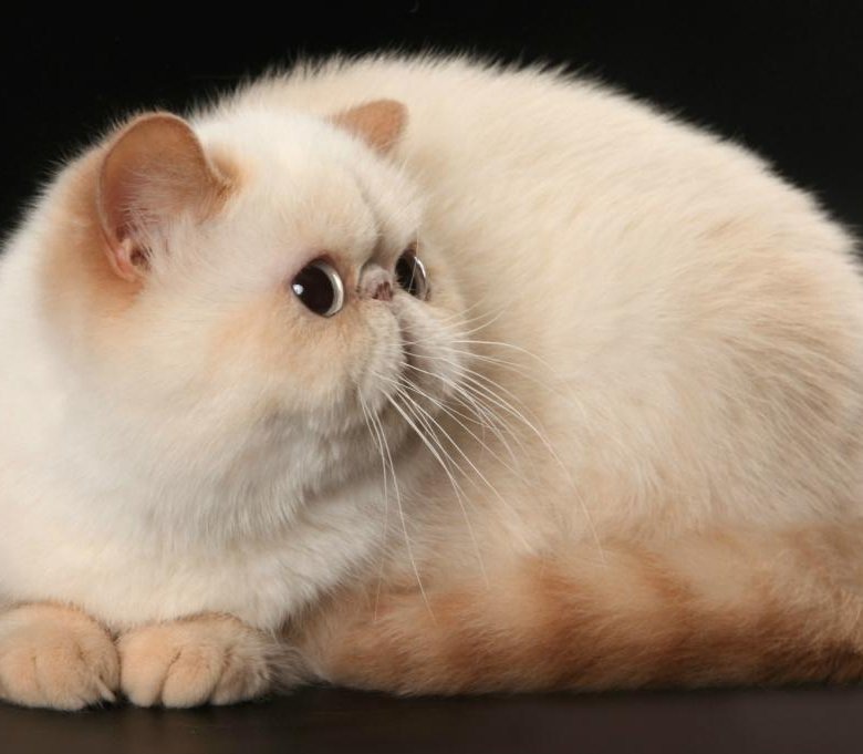 Экзотическая кошка.(Экзот).Взято из интернета.