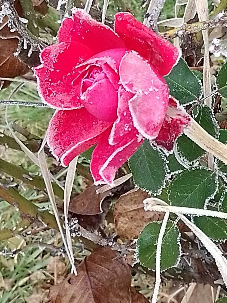 Зимняя роза