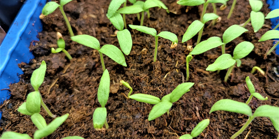 Посевы в январе: овощи и цветы