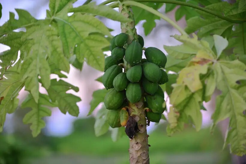  Папайя растет в тропических странах, в Россию ее экспортируют   © РИА Новости. Александр Ковалев