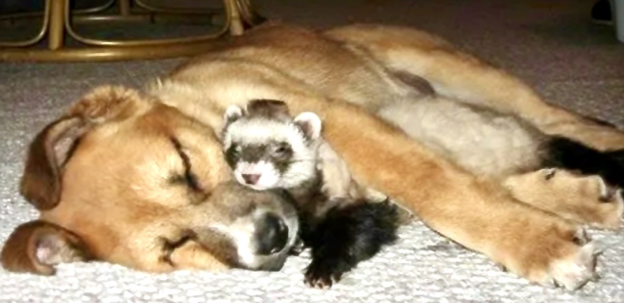 Яндекс. Картинки для обложки. Собака и хорёк. Рассказ о животных. Истории из жизни 