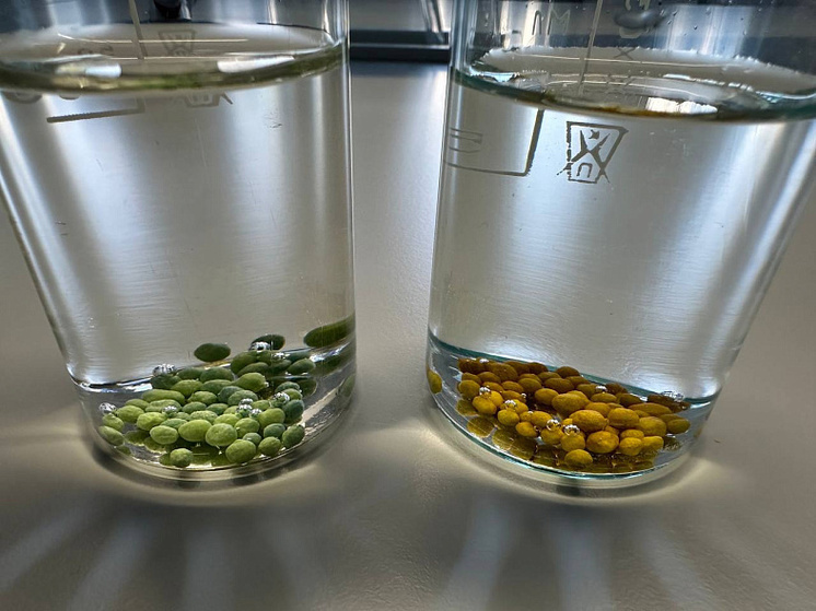     Микропластик из удобрений может не только накапливаться, но и адсорбировать на своей поверхности ионы токсичных тяжелых металлов. Фото: пресс-служба Новгородского государственного университета