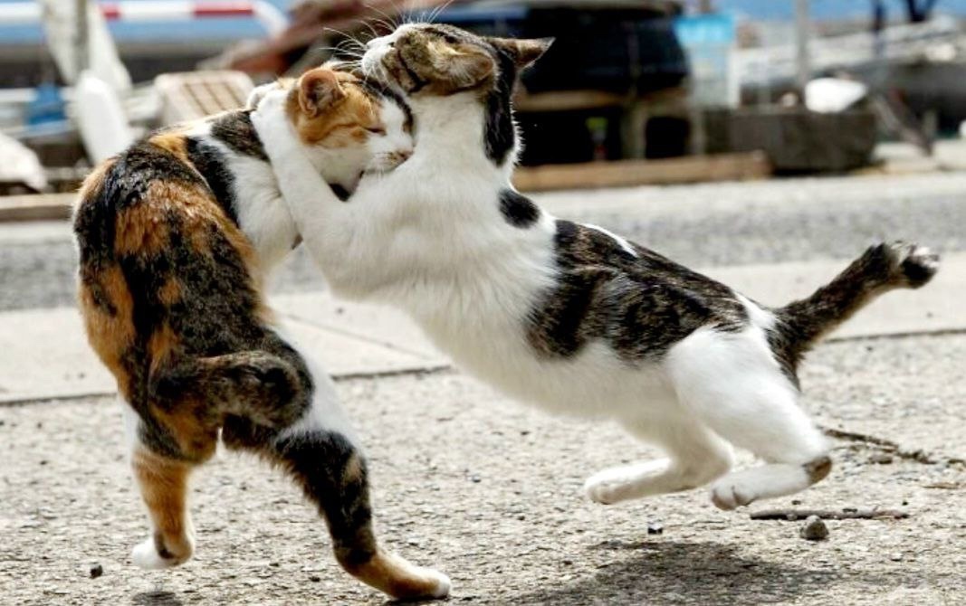 Кот справа научился приему "гильотина", теперь на всех тренируется ->->->