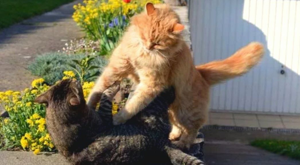 Раз, два, три....Все! "Бэк-контрол" . Победу одержал рыжий кот, он смог держать на спине своего соперника 3 секунды. 