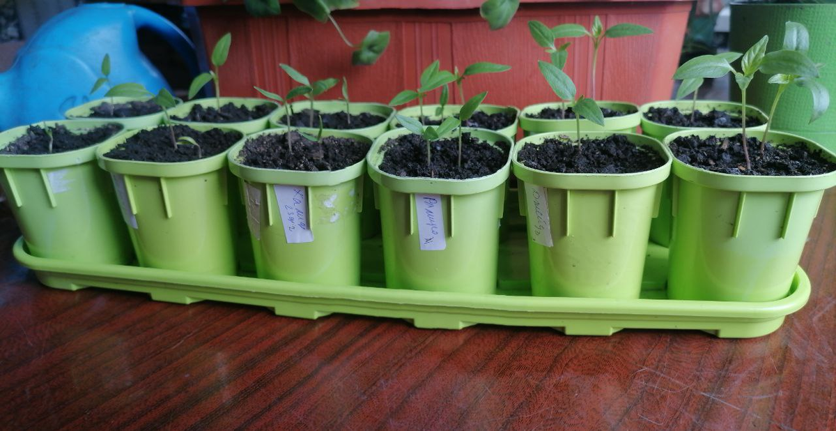 Выращиваю в таких горшочках перцы и баклажаны, дно-вкладыш позволяет переваливать целый ком земли, фото автора