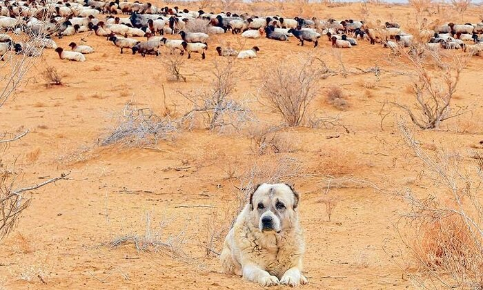 Источник фото: газета «Нейтральный Туркменистан»