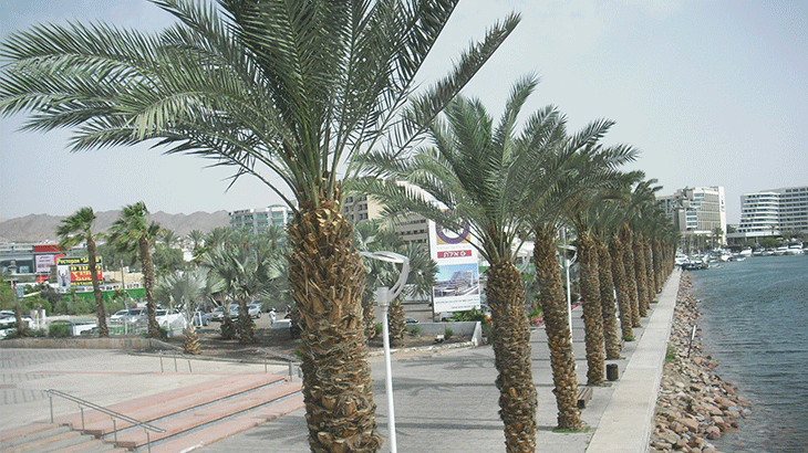 На набережной Эйлата.