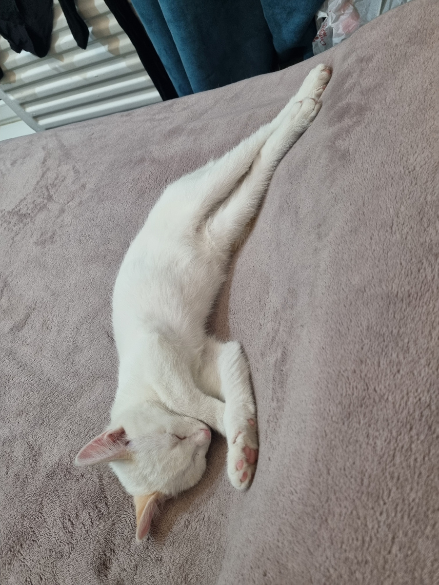 Пончик спит