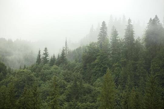    Власти ЛНР: на восстановление лесов после боевых действий понадобится более сотни лет