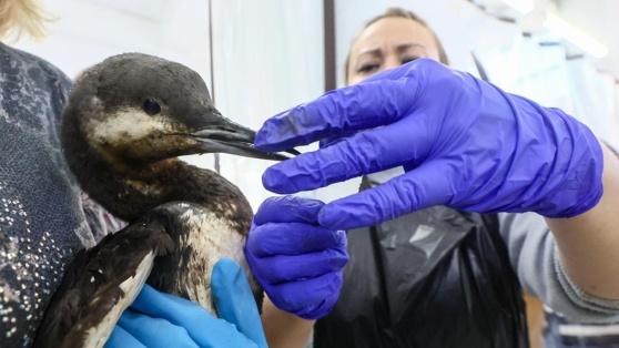    На Кубани от загрязнения мазутом спасли более 4800 птиц Алина Городниченко