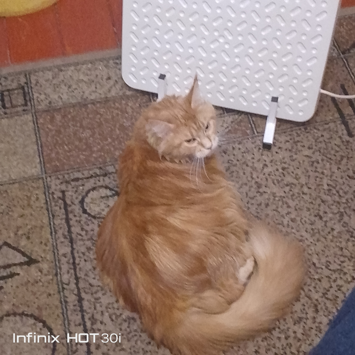 "Сплю я тут, не видишь, что ли?! " 😼😻😼