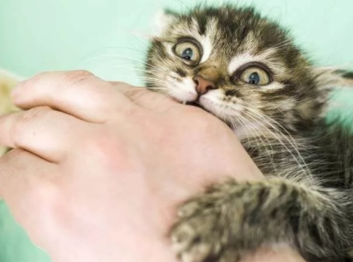 10 ошибок в воспитании кошки, которые лучше не совершать