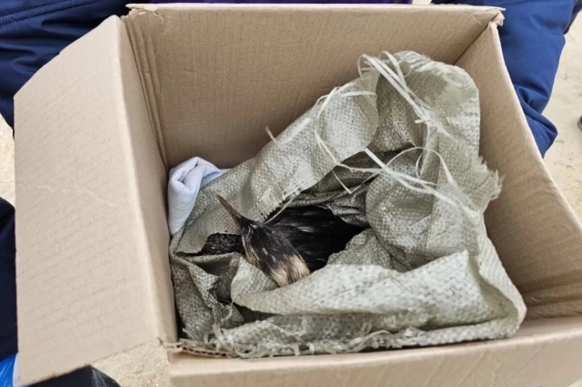    На Кубани заработал самый крупный центр по спасению птиц