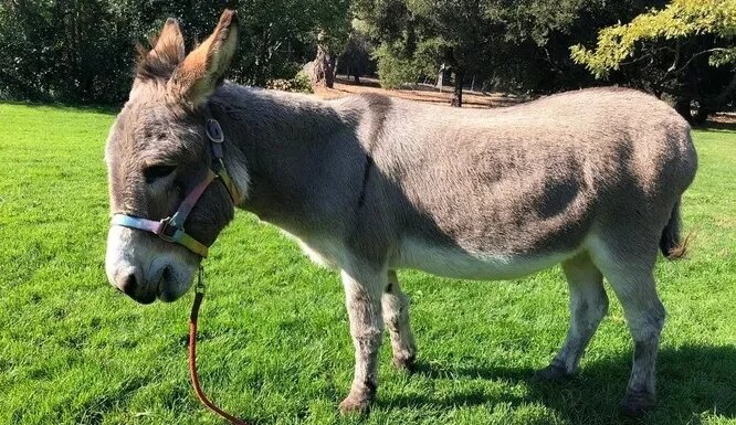    Ослик Перри. Фото: соцсети