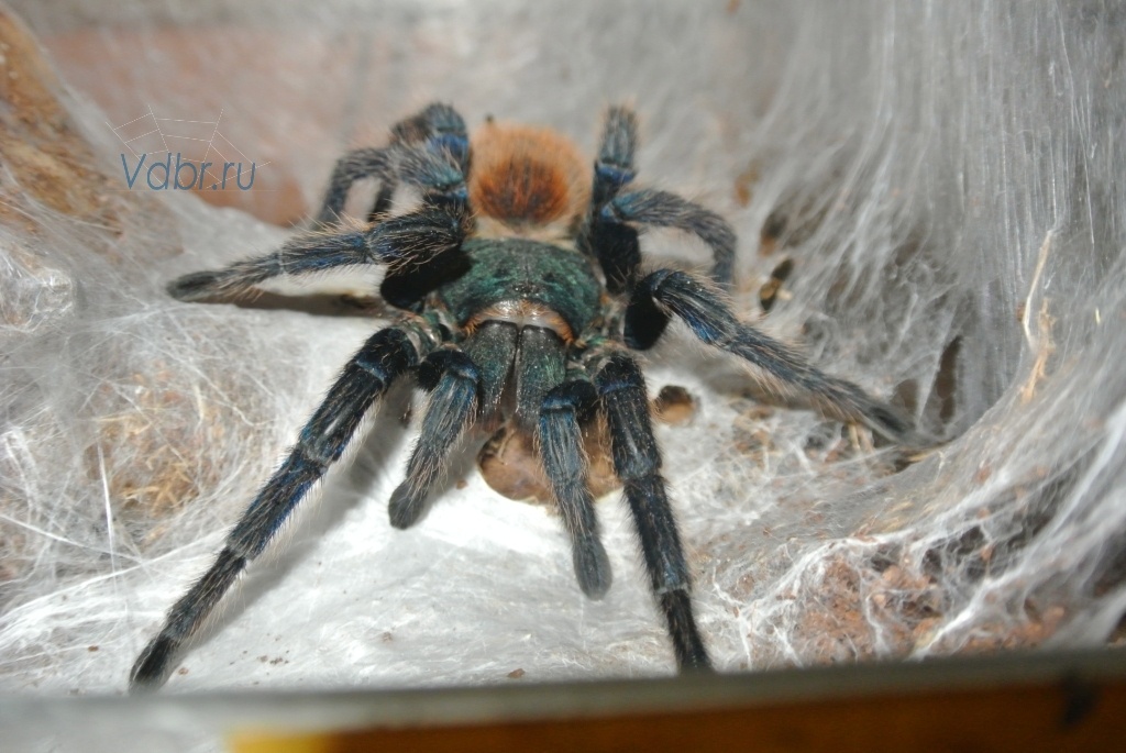 Chromatopelma cyaneopubescens - жемчужина среди пауков птицеедов.