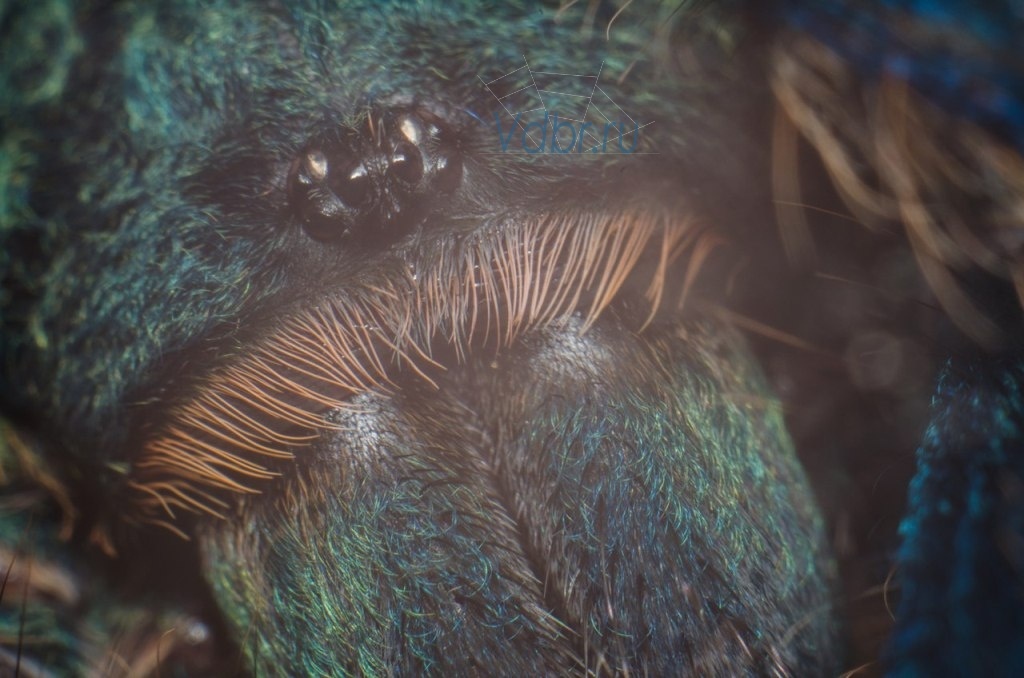 Только посмотрите на её вразительный взгляд!