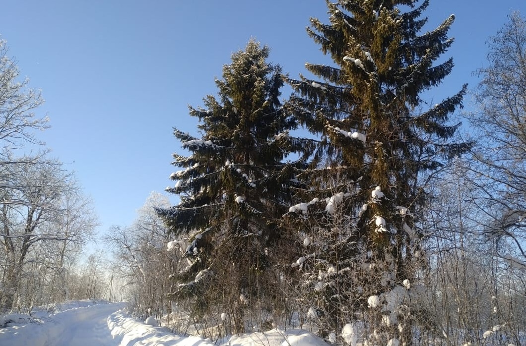 Фото: Елена Яковлева/РИА Верхневолжье