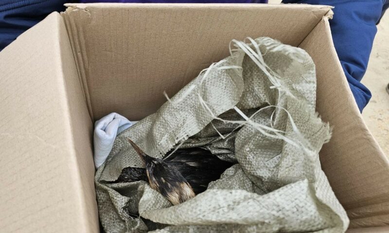    Фото t.me/opershtab23