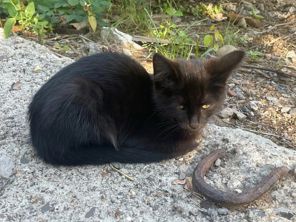 Котёночку посчастливилось встретить надёжного опекуна