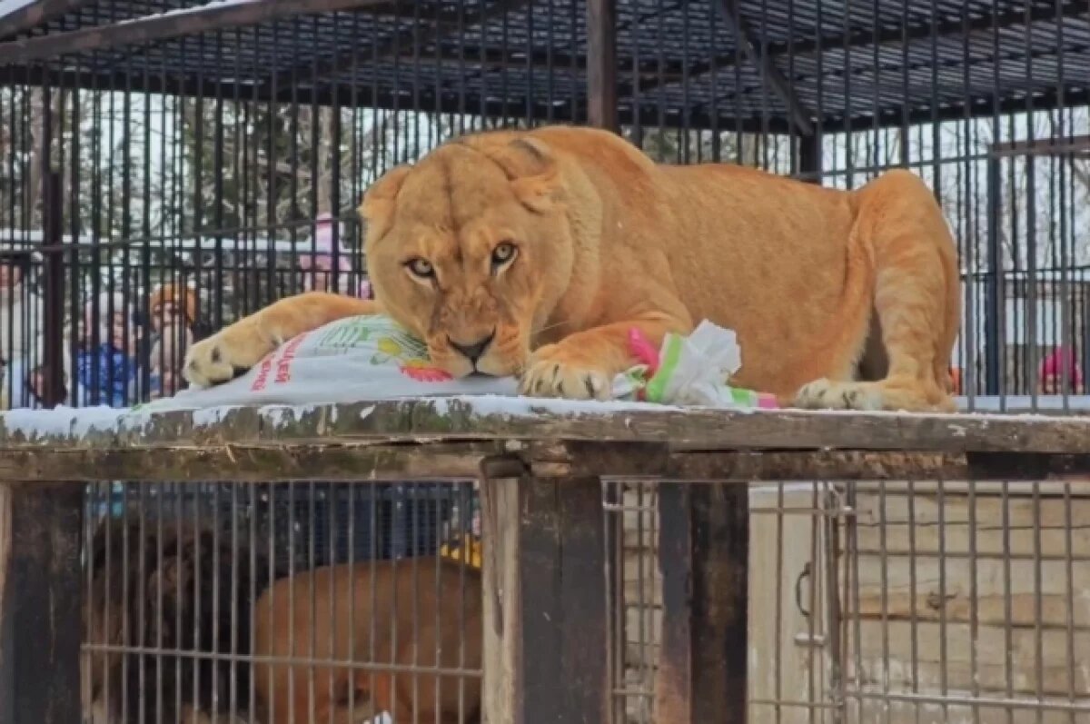    В зоопарке Барнаула показали новогодний подарок для львицы Аи