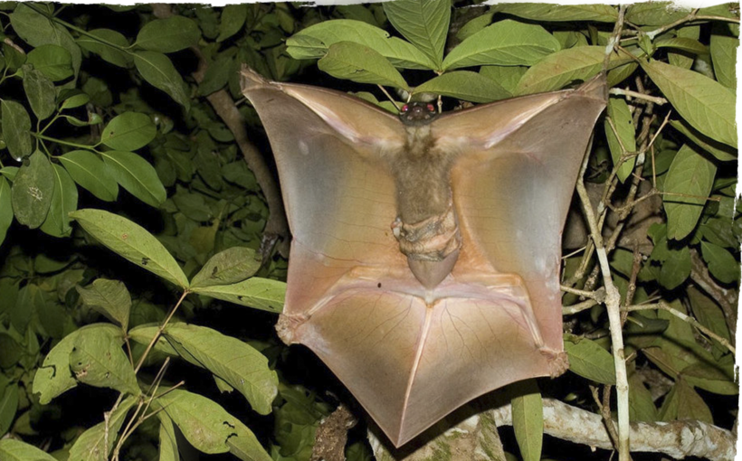 держись крепче, малыш мой, летим!