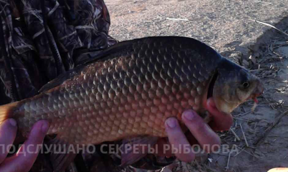 Волжский гибрид