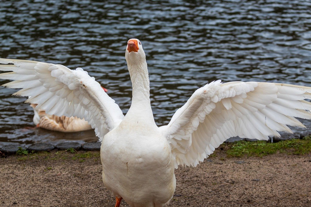 Фото из интернета