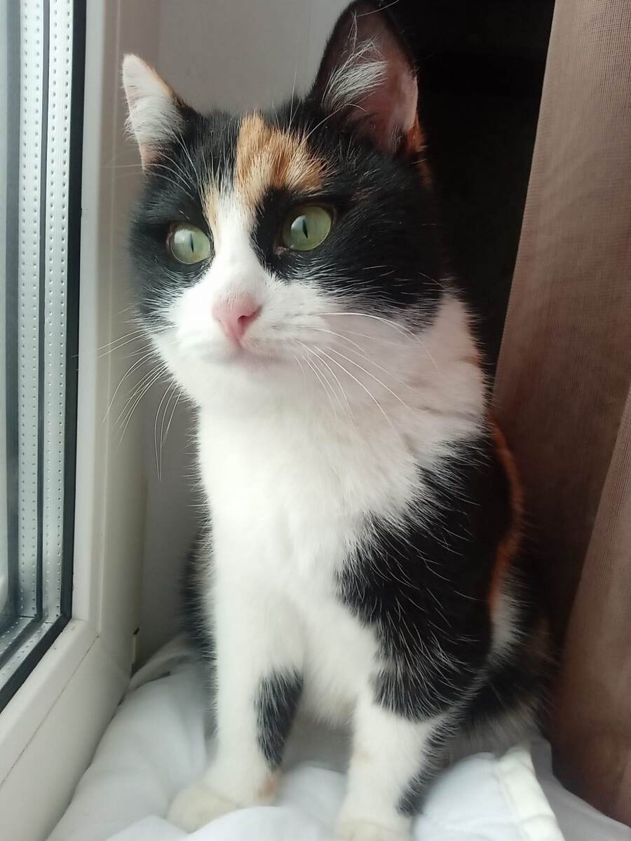 Не-Талия Реприза