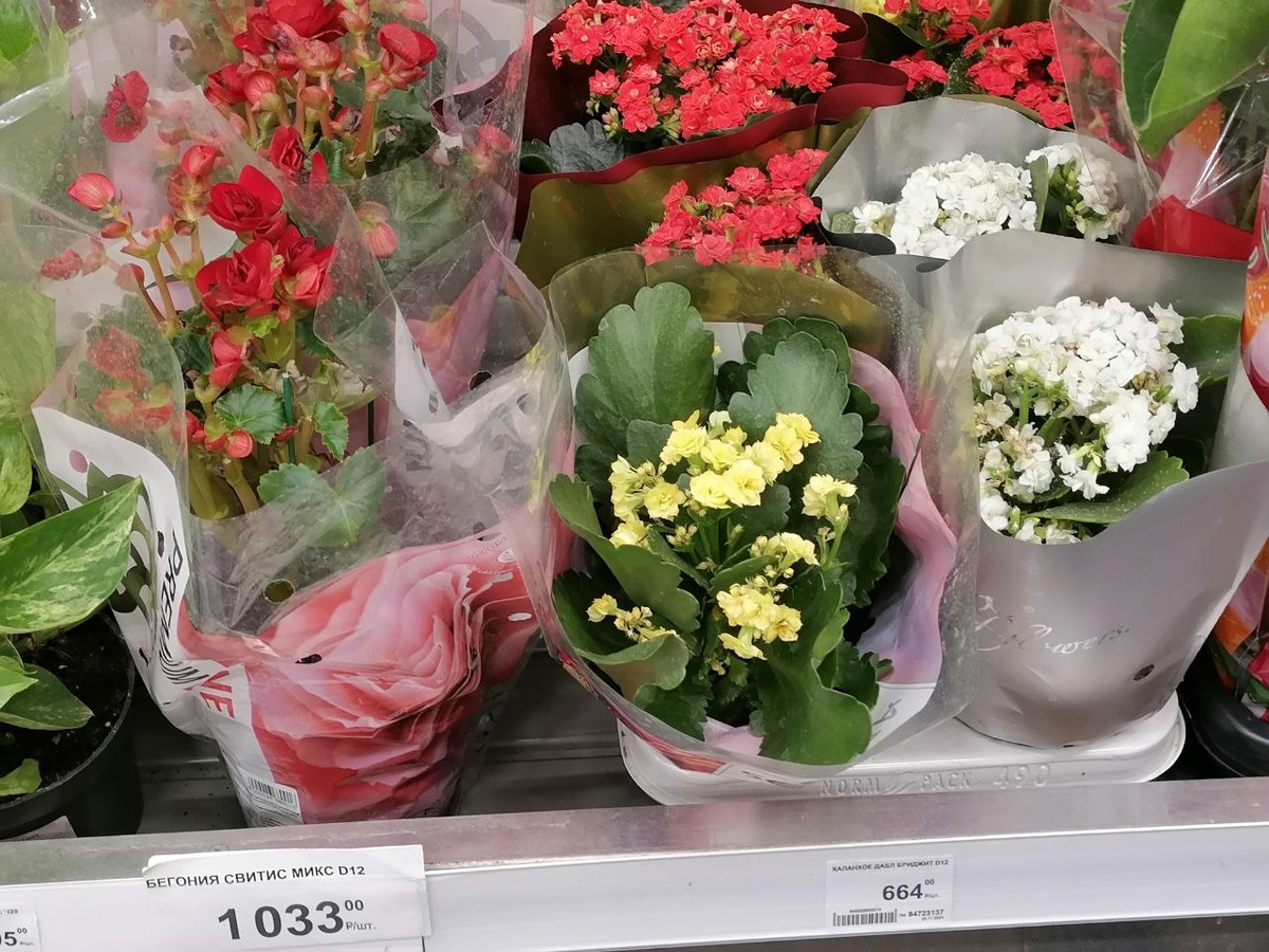 Бегонии и каланхое