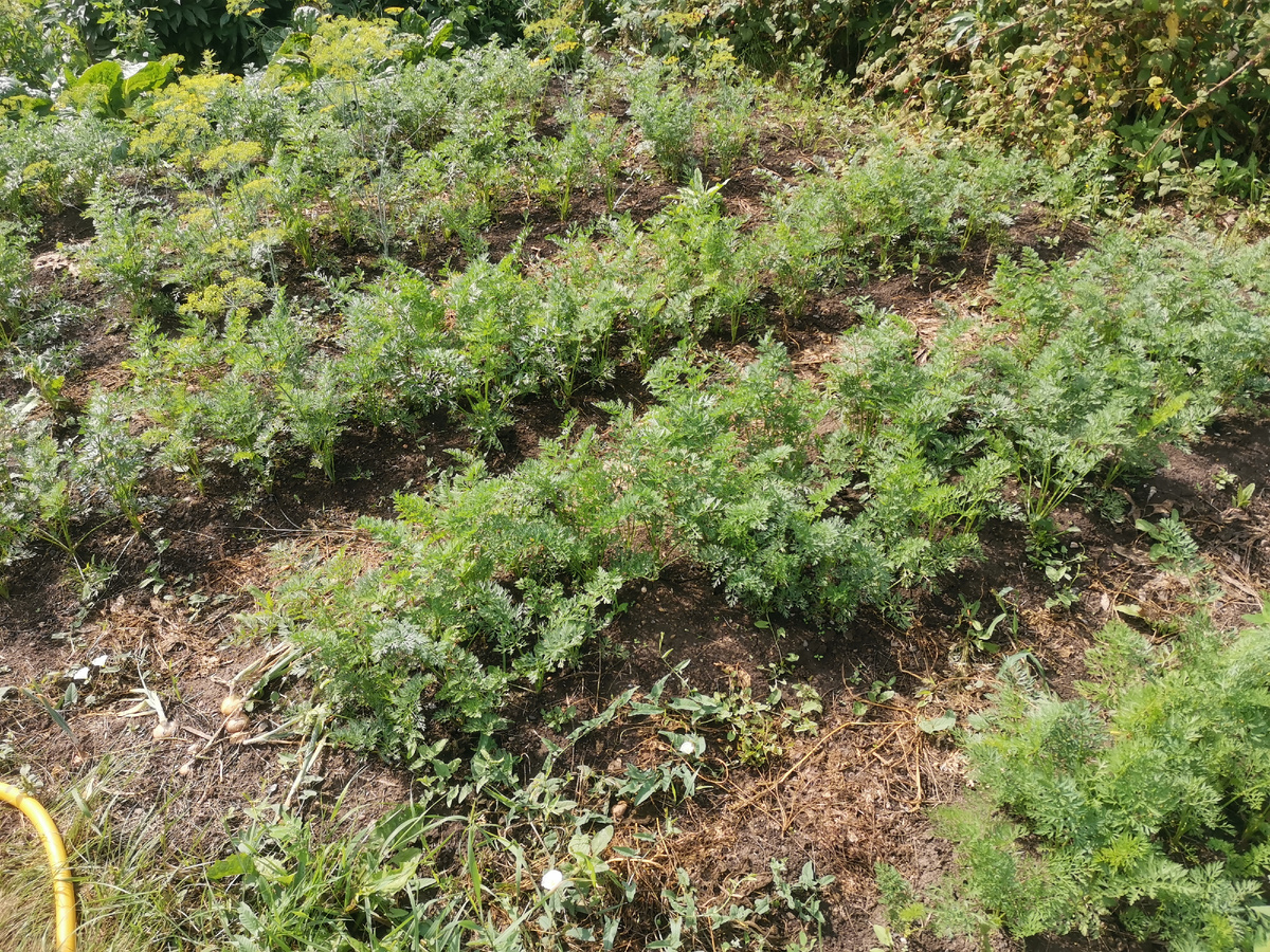 Фото моркови у меня в огороде в прошлом году. 