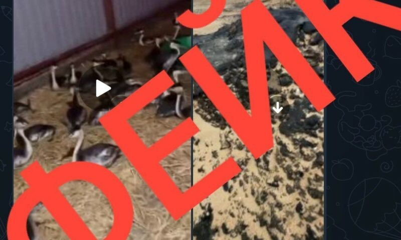    Фото t.me/opershtab23