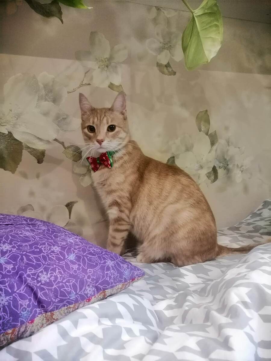 Вот такой котомущщина теперь)