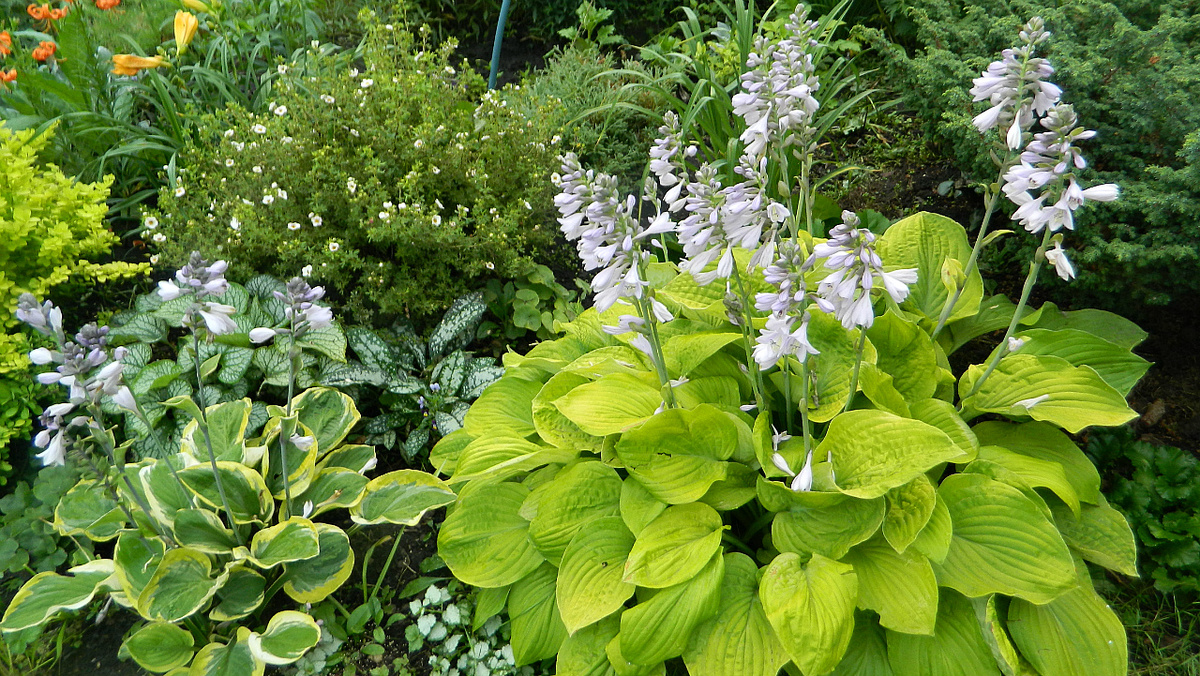 Хоста хороша и в цвету