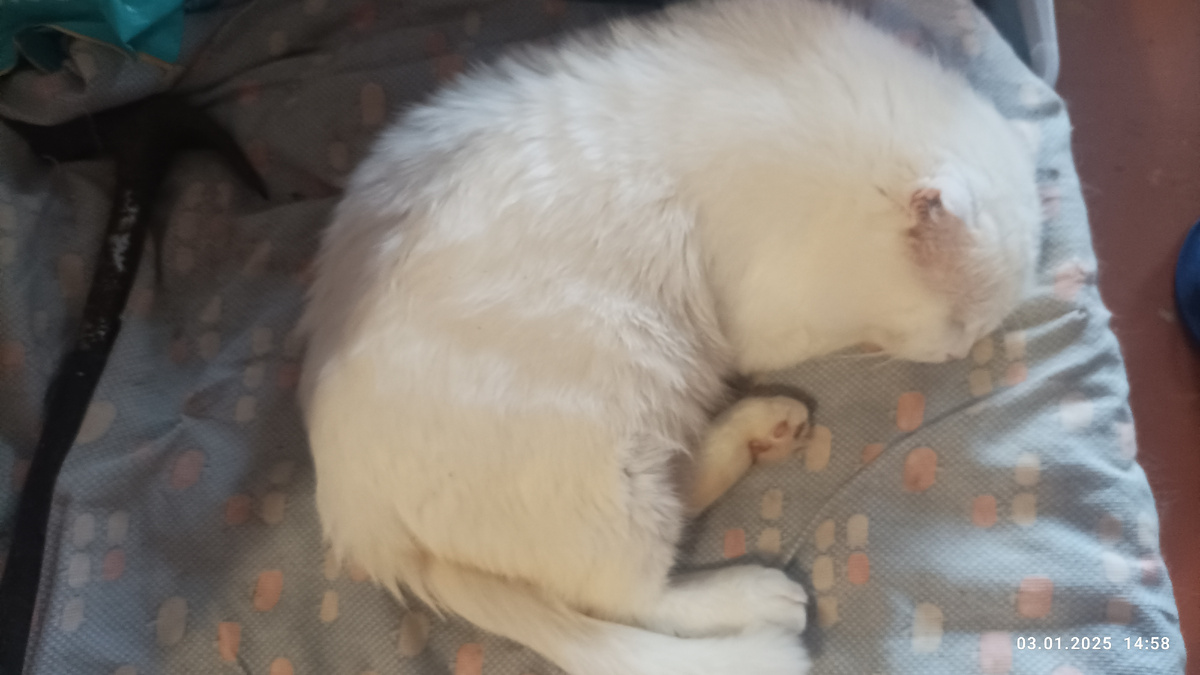 Сиропчик. Пока с бубенчиками. 