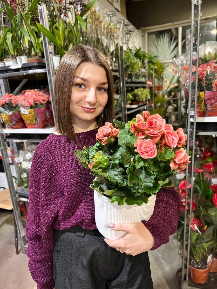 Бегония Бориас