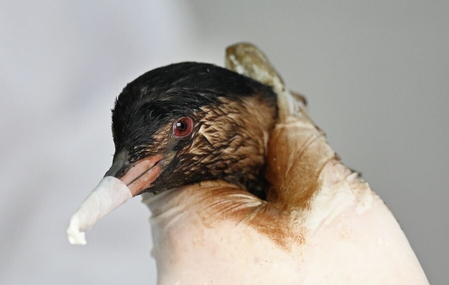     / Источник: © Алексей Майшев/РИА Новости