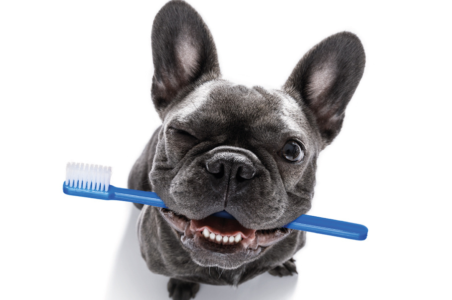 Регулярная чистка зубов — это важная часть ухода за вашим питомцем.