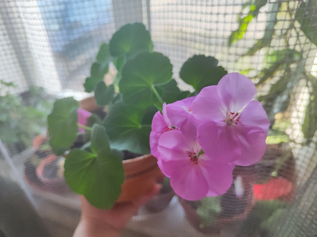 сейчас крадет мое время цветущая пеларгония Сиреневый туман