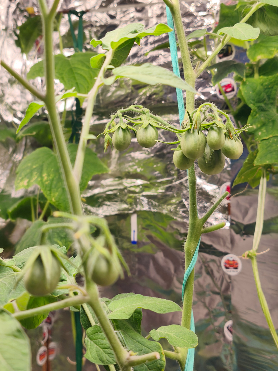 Медовая капля, плодоносит очень активно! Жду, когда смогу оценить его вкусовые качества.