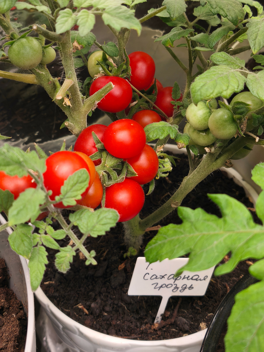 05 янв 2025, Томат Сахарная гроздь